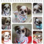 겸둥이 시<b>츄</b>여아 미소양의 가족이 되어주세요~