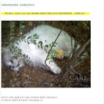 이웃집고양이 폭행하고 10층에서 떨어뜨린 사건.