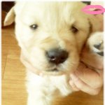 강아지가이상해~