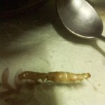 고등어김치찌개에서이게왠날벼락
