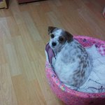 부산분들 우리 <b>보리</b> 찾아주세요.