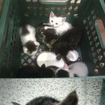 아기고양이 6마리ㅠ어떡하죠?(사진有)