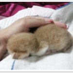 새끼고양이 도와주세요. 난감난감..ㅜㅜ