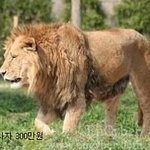 <b>동물원</b> 몸값 순위