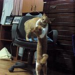고양이들의 '싸움의 기술'