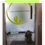 병원에 찾아온 개와 견치이야기