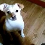 (<b>마산</b>분들!!)우리 막둥이 좀 찾아주세요,,,