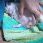 새벽에 찾아온 아기고양이들..^^