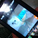 여러분.. <b>은비</b>를 도와주세요..  제발 도와주세요.