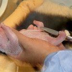 정말 귀여운 <b>팬더</b>의 성장 과정