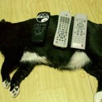 기다림의 <b>미학</b>? 강아지vs고양이