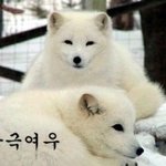 북극vs붉은vs<b>사막</b>vs티벳여우