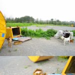 [사진有]썩은음식 먹던 개 황구!! 분양후기^_^*