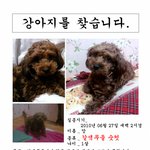 서울 성수동 갈색푸들 <b>수컷</b> 찾습니다!