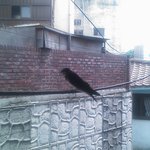 <b>제비</b>야 미안하다