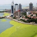 초록색으로 변한 중국 청다오 바다