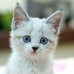 <b>종류별</b> 귀여운 고양이들 모음