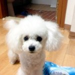 더이상 동물들을 괴롭히지 마세요.