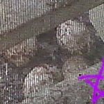 불법침입에 아이까지 낳은 <b>조롱이</b> 사연ㅋㅋㅋㅋㅋ