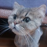 (얼굴사진有)형제굴욕 -냥이4차<b>테러</b>