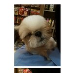 윙크하는<b>시추</b>
