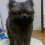 너무 특이한 강아지 <b>포메</b> 소개합니다 헉!!(사진 有)