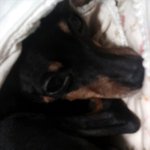 우리집 <b>도도</b>한 미니핀을 소개해요