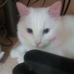 [고양이사진有]  우리 말썽쟁이 흰둥이