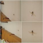 우리할머니가 잠자리가 됐어요!!(사진有)