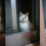 사랑에 빠진 고양이