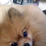 분실견 찾아요!! 경기도 광주 노송가구에서 <b>포</b><b>메</b> 데려가신분!(사진有)
