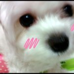 유기견강아지 엣지를 소개해요~