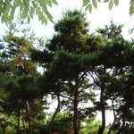 시원한 소나무 사진 즐감하시고 <b>송하</b>비결에도 관심좀 가져주세요~^^