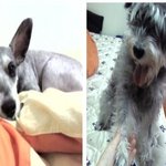 서울 광진구 슈나 <b>수컷</b> 찾습니다!