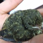 ★이 귀여운 <b>새끼</b><b>새</b>를 자연으로 돌려보낼수 있는 방법을 조언해주세요...