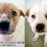 죽어야만 끝나는 수의학과 <b>동물</b>실험(펌)