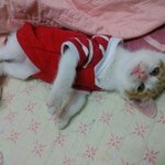 불쌍한 냥이들...살려주세요