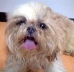 강아지 집으로 돌아왔어요: <b>d</b>(송파구 신천)