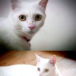 양이랑 <b>삼순</b>이
