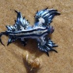 신기하게 생긴 <b>생명체</b>들