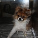 네티즌 분들의 도움을 좀 받고싶습니다(애완견관련)