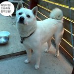 저희 집 강아지들을 소개합니다!! [사진有]