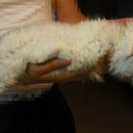 <b>애교</b>쟁이 고냥이