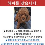 [경남 마산시] 갈색 <b>푸들</b> 남아 찾습니다 ㅠ_ㅠ
