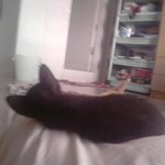 나를 위로해주던 고양이 알고보니...