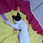 ☆ 우리고양이가 사람처럼 <b>자요</b> ☆