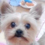 전북<b>익산</b>사시는분.. 도와주세요..강아지를찾습니다