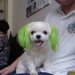 [§☆§]강아지 주인을 찾습니다.[§☆§]