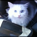 <b>울집</b> 고양이 아파요 ㅠ ㅠ