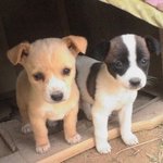 왠지 친근하고 귀여운 잡종 <b>견들</b>